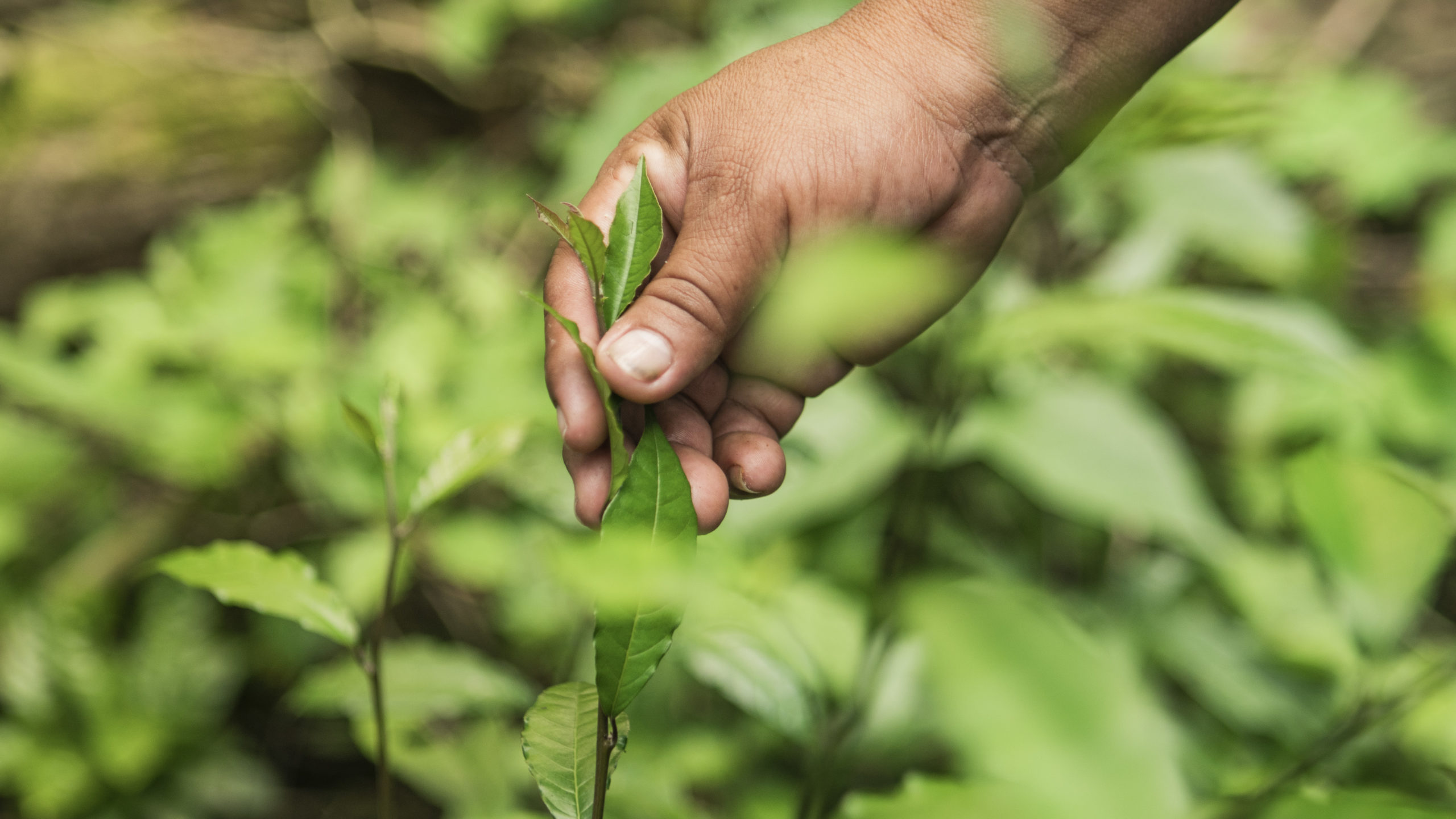 Biodiversidad